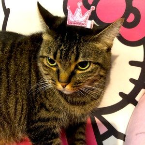 Pets accessories new ❤️